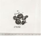 Click for 1 image(s) for this accession. FRUIT
